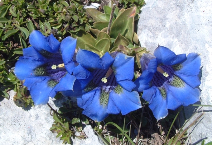 Gentiana dinarica / Genziana dell''Appennino